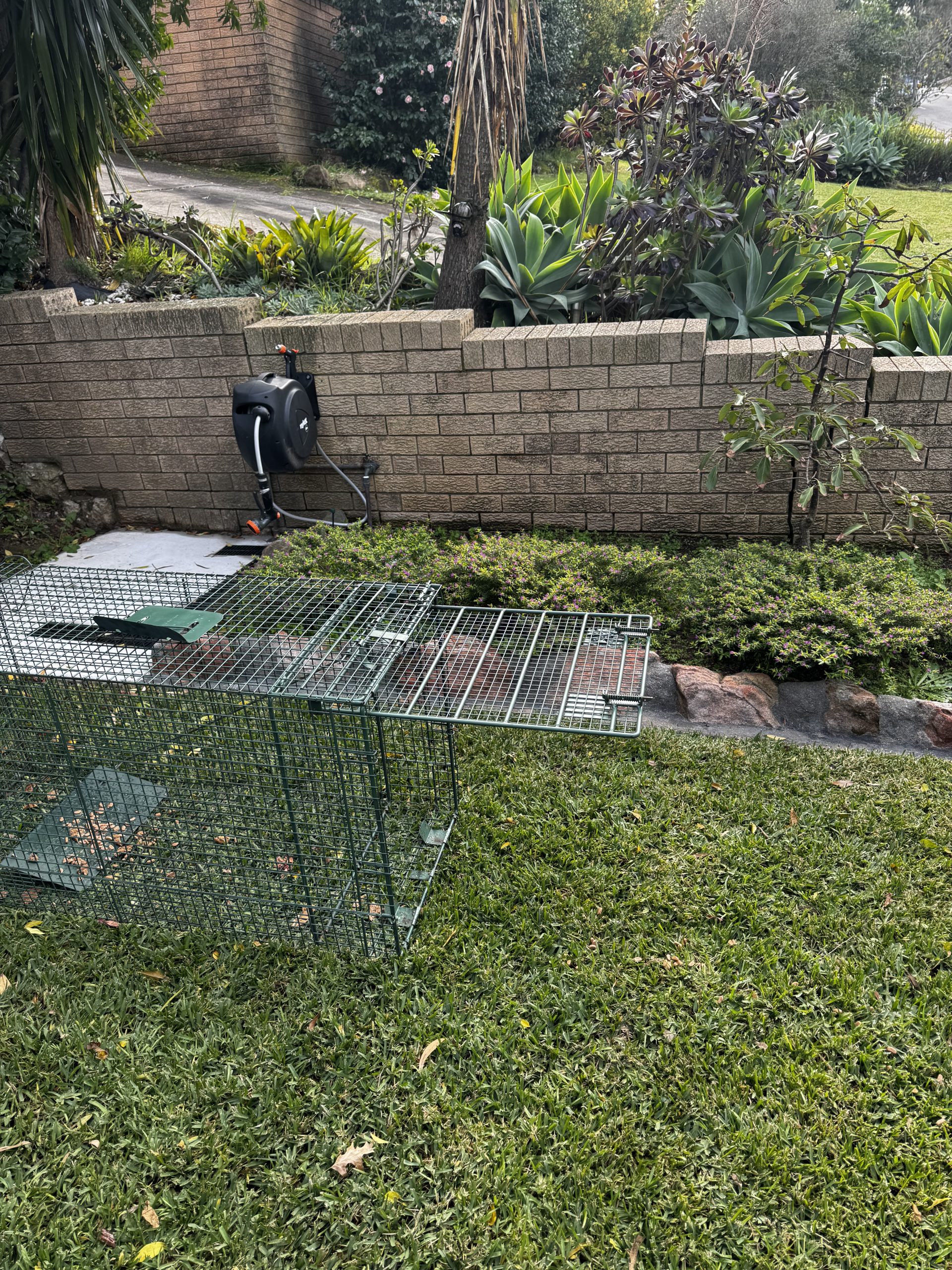 Box Trap - Dog / Cat